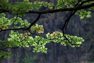 Grown trees in a forest in the spring
