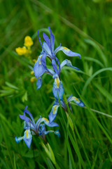 Blue Iris