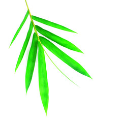 bamboo leaves on White background texture.beautiful surface