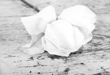 White rose on a wooden background