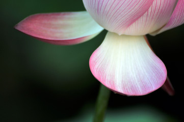 Blossom lotus flower
