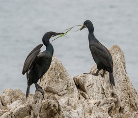 Brandt's cormorants in breeding plumage at Point Lobos State Reserve, California coast.