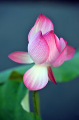 Blossom lotus flower