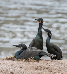 Fototapeta premium Brandt's cormorants in breeding plumage at Point Lobos State Reserve, California coast.