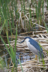 Black Crowned Night Heron in Utah in vertical format