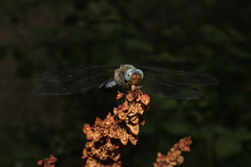 dragonfly