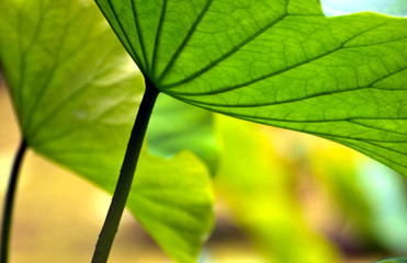 Blossom lotus flower