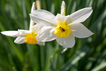 daffodils
