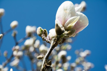 Magnolia