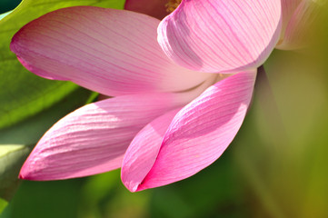 Blossom lotus flower