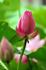 Blossom lotus flower