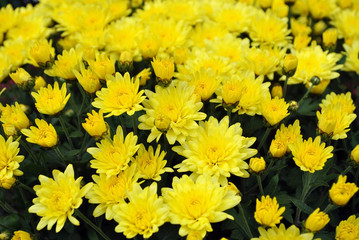 Bunch of yellow flowers; yellow flowers background.