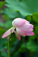 Blossom lotus flower