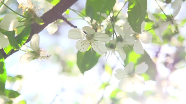 
Spring blossom background. Beautiful nature scene with blooming cherry tree. 4K UHD video 3840X2160
