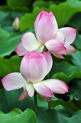 Blossom lotus flower