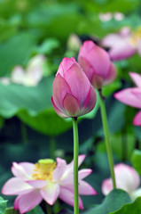Obraz na płótnie Canvas Blossom lotus flower