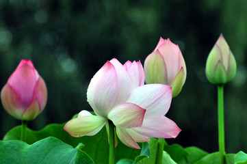 Blossom lotus flower