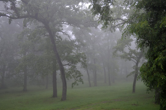 Fog / Elm and oak forest decorated with fog in the early morning in Srem, Vojvodina.