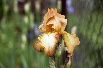 brown iris bloom