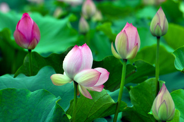 Fototapeta premium Blossom lotus flower