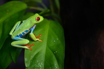 Colorful amazon Red-eyed tree frog clutching on green leaf with selective focus at eye and black copy space, background for natural or exotic pet