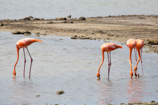 Flamingos in der Karibik (Curacao)
