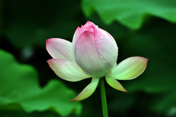 Obraz premium Blossom lotus flower