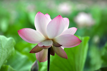 Fototapeta premium Blossom lotus flower