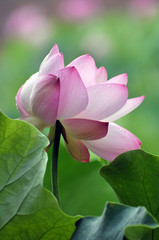 Blossom lotus flower