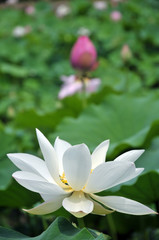 Fototapeta premium Blossom lotus flower