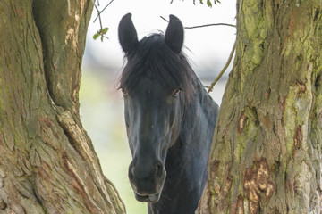 Pferd am baum