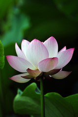 Obraz premium Blossom lotus flower