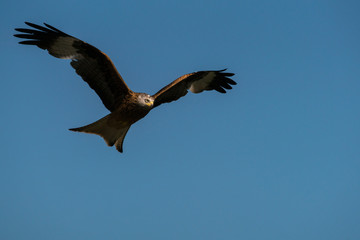 Fototapeta premium milan royal