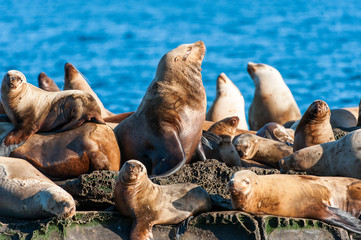 Steller Sea Lion (Eumetopias jubatus) also known as the Northern Sea Lion and Steller's Sea Lion on...