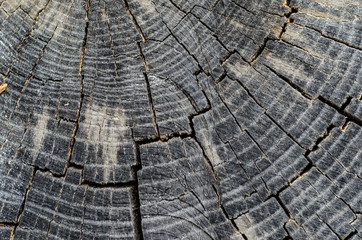 Fototapeta premium Wooden texture for background