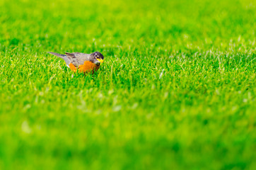 An American robin (turdus migratorius) hunting for food in green grass at a park in Culver, Indiana