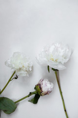 three flowers on white background
