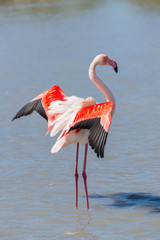     Greater Flamingo, pink bird standing in the lake in Camargue 