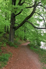 Grown trees in a forest in the spring