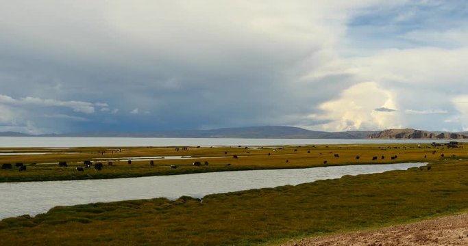 4k huge clouds mass rolling over lake namtso,tibet mansarovar,herdsman tent,a group of cow,Tibet's second largest lake,is the third largest saltwater lake in China.