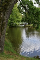Grown trees in a forest in the spring