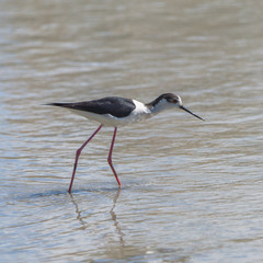     Black-winged Stilt, Himantopus himantopus eating on the shore 