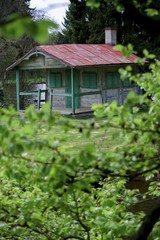 Grown trees in a forest in the spring