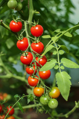 cherry tomatoes on bush