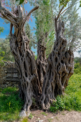  Ancient olive tree at Teos ancient city, Seferihisar, Izmir,Turkey
