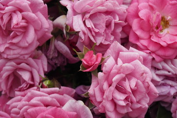 薔薇