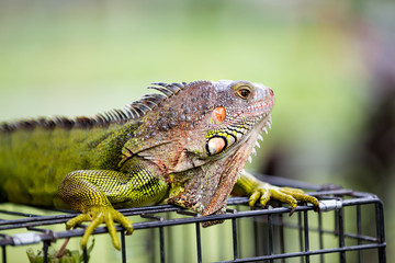  male green iguana dragon