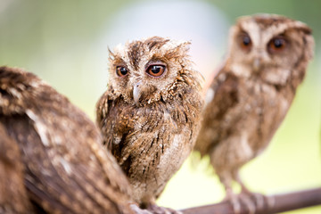 group of beautiful small owl