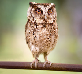 Western Screech Owl