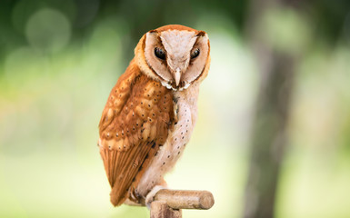 Western Screech owl